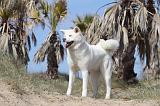 AKITA INU 202
